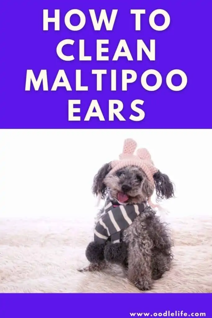 how to clean maltipoo ears