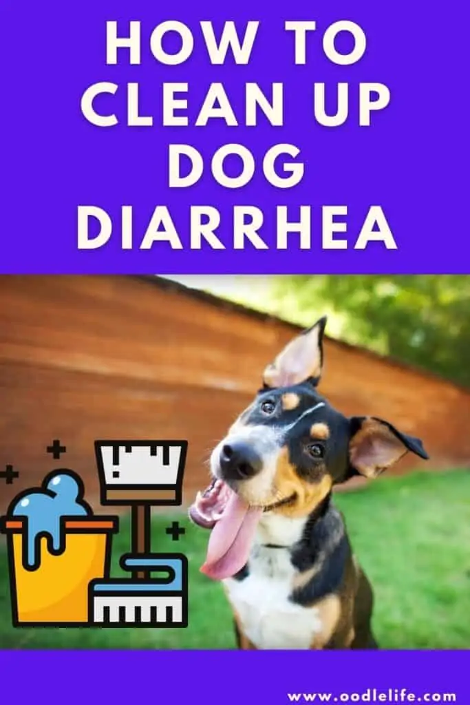 how to clean up dog diarrhea