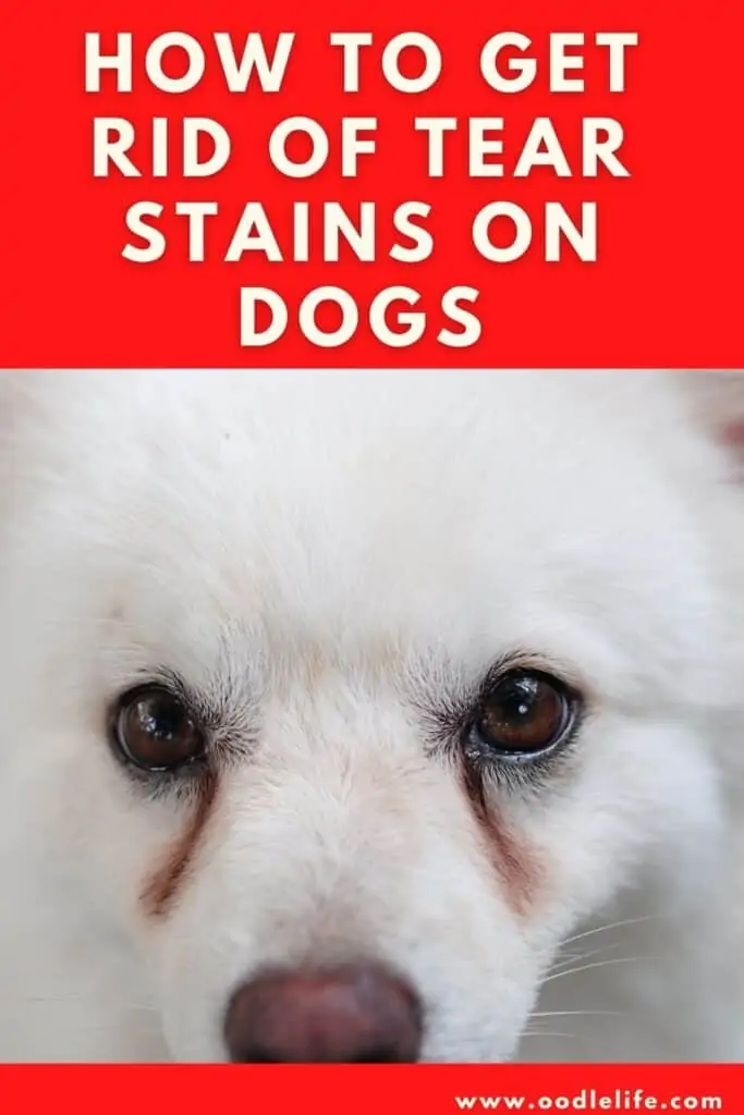 how to get rid of year stains on dogs