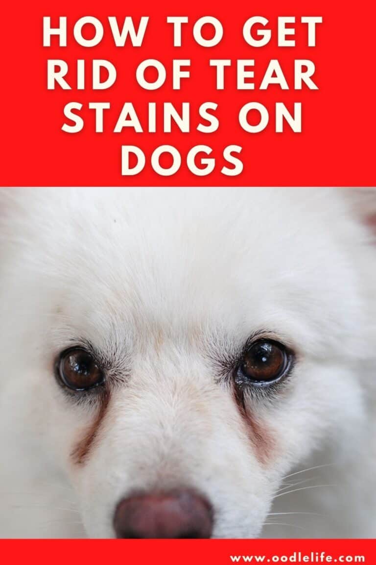 How To Get Rid Of Tear Stains On Dogs Oodle Life