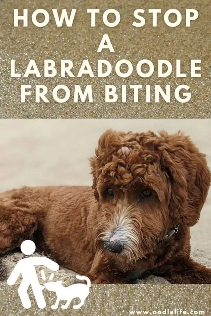 how to stop a labradoodle from biting