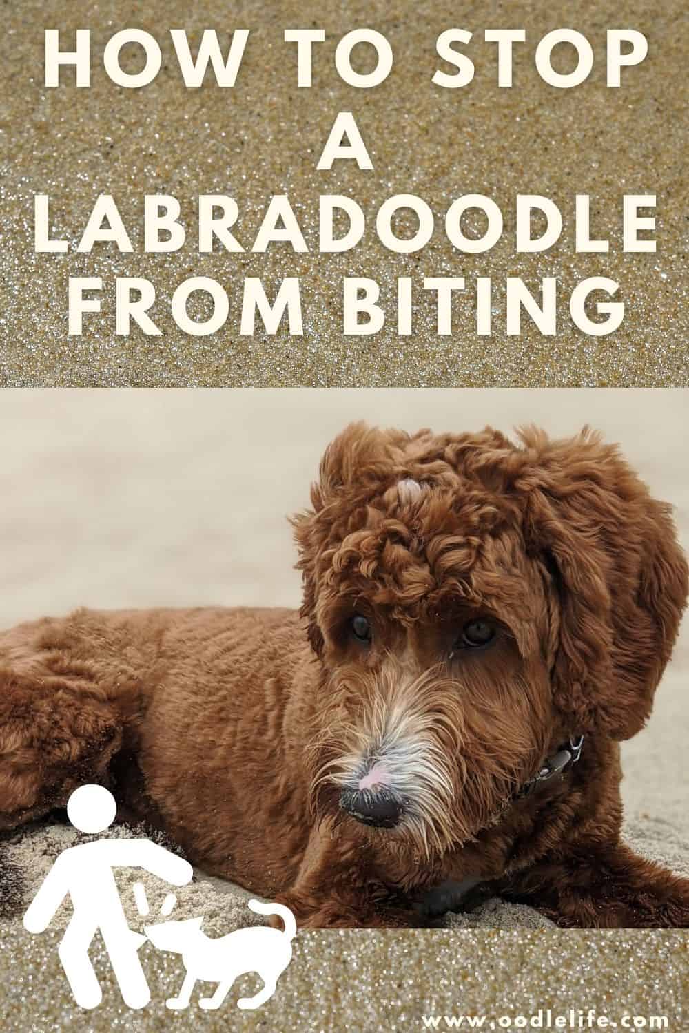 How To Stop A Labradoodle From Biting Oodle Life