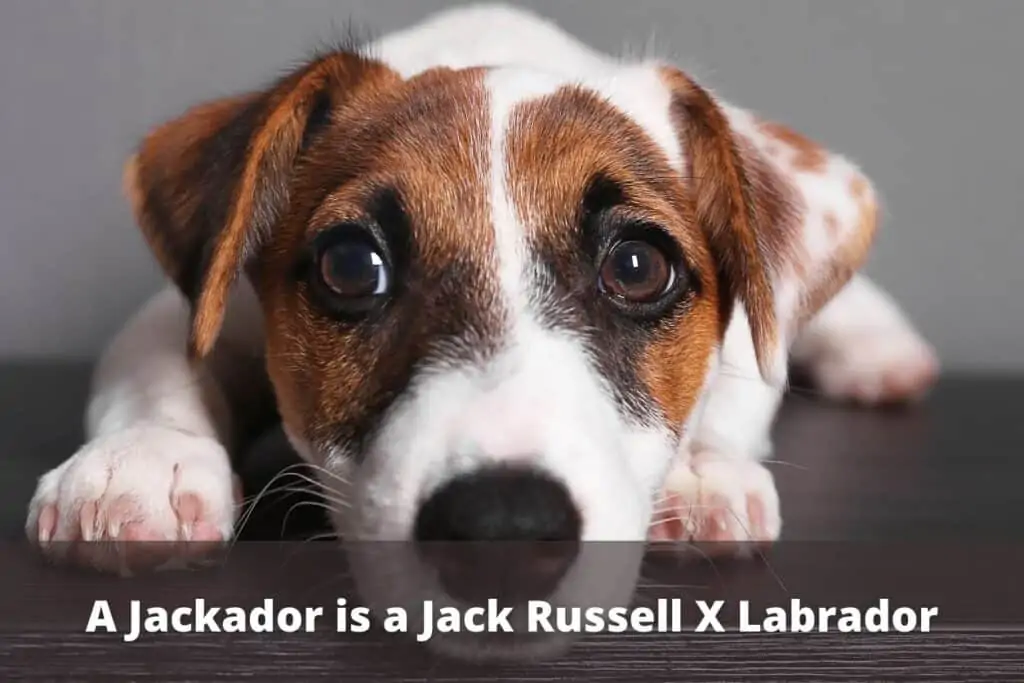 jackador