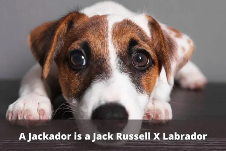 What is a Jackador? (Jack Russell Labrador Mix)