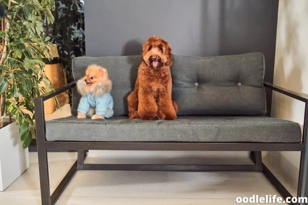 labradoodle and pomeranian