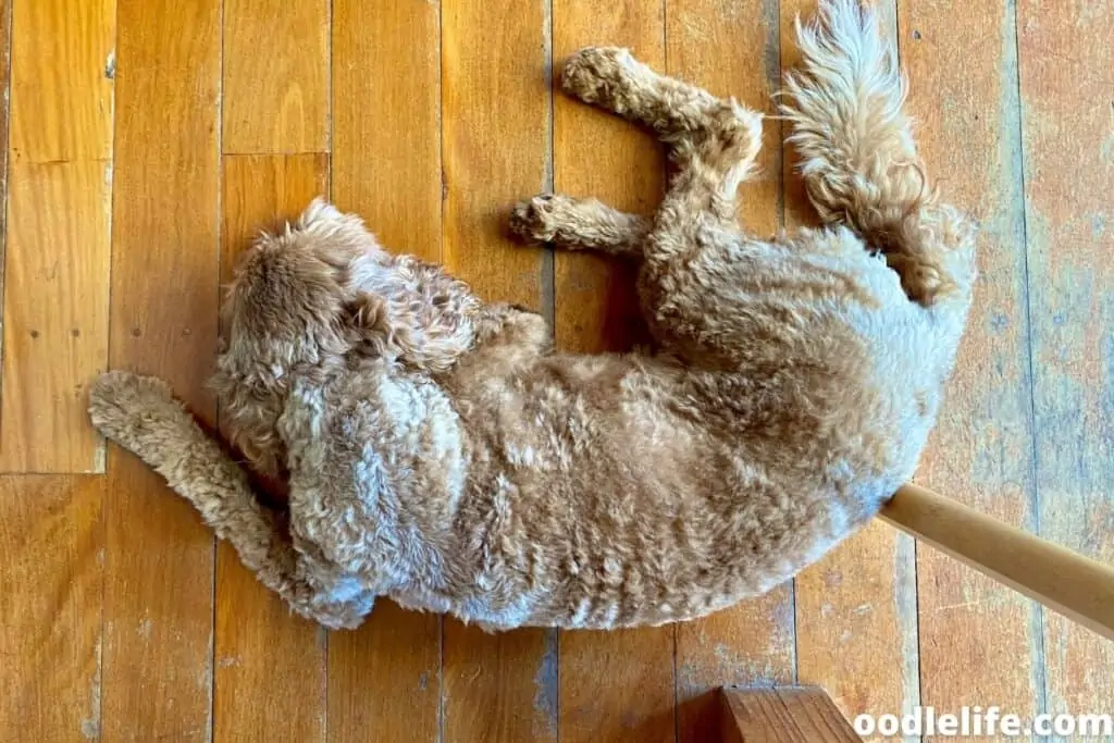 red apricot Labradoodle