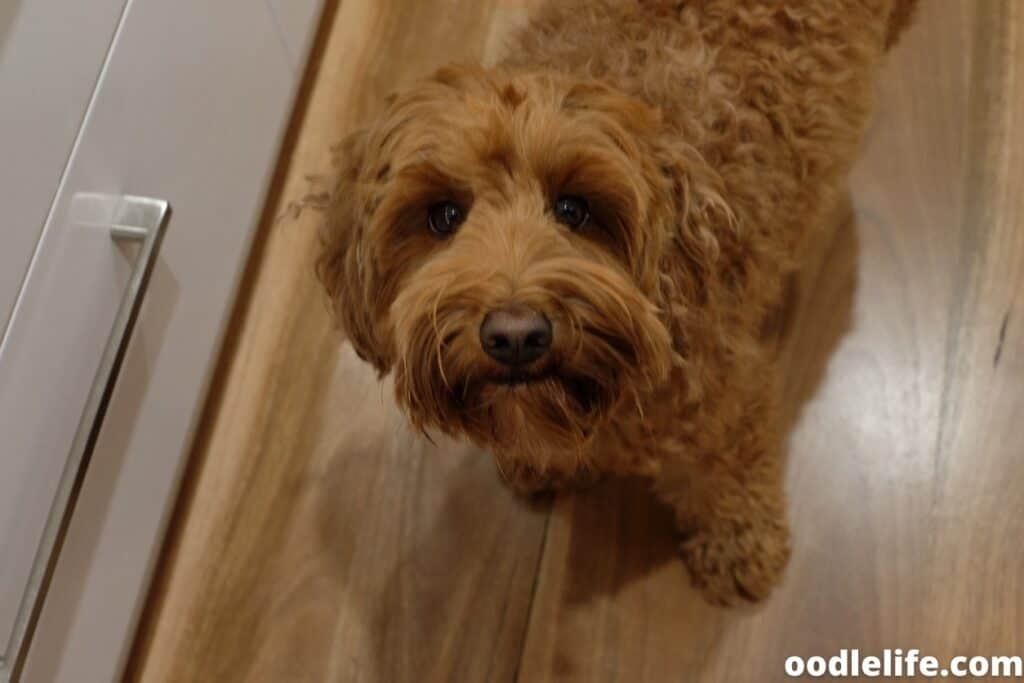 labradoodle looks up at camera