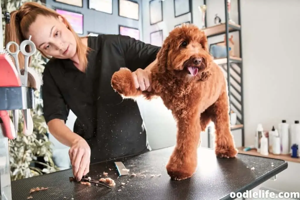 labradoodle grooming