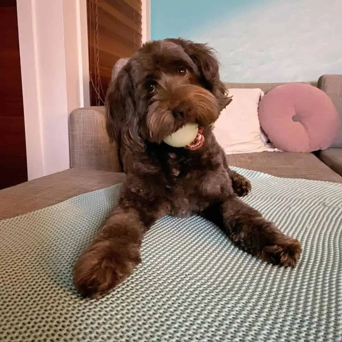 Labradoodle bites a toy