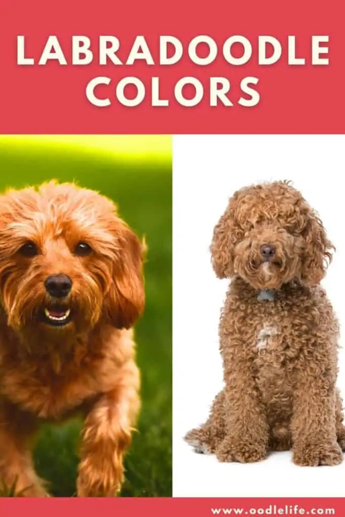 labradoodle colors