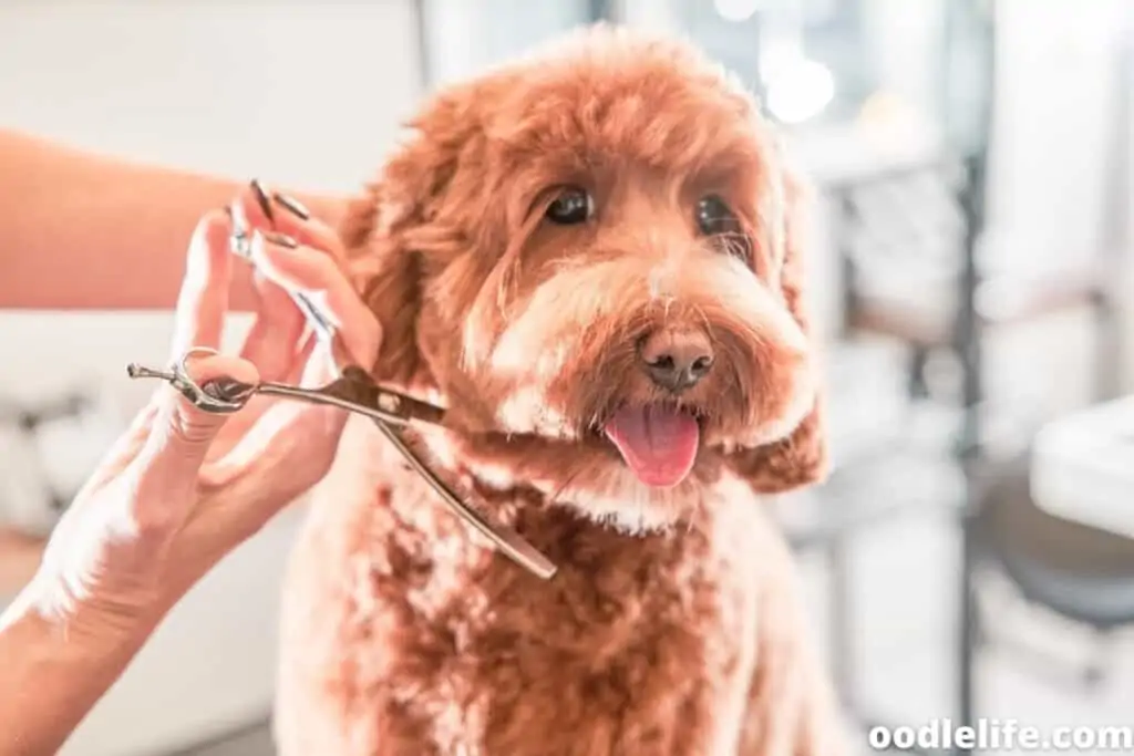 clipping labradoodle face