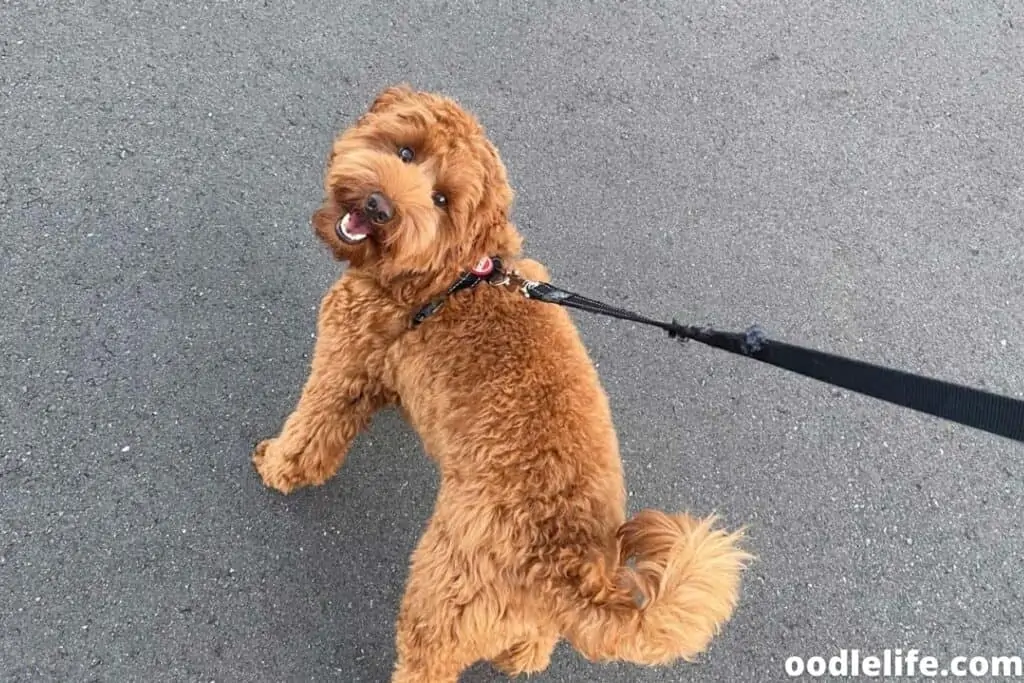 walking a Labradoodle POV