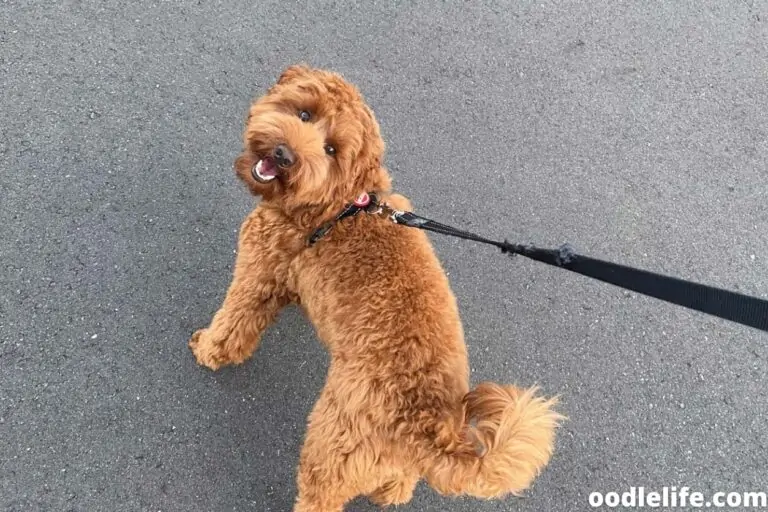 How Far Can a Labradoodle Walk?