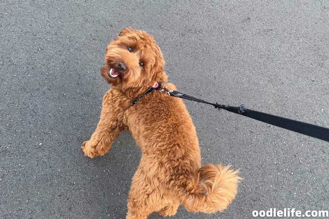How Much Exercise Does An Australian Labradoodle Need