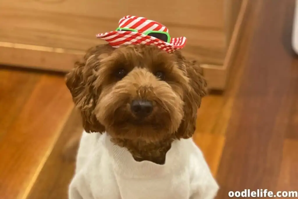 labradoodle in party hat