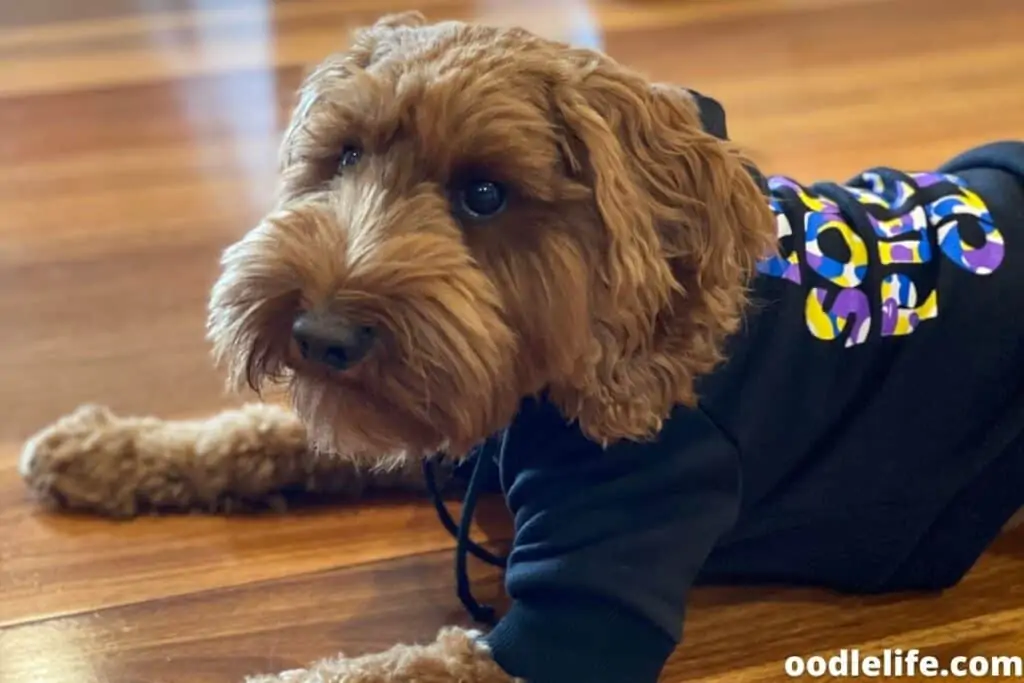 Labradoodle costume