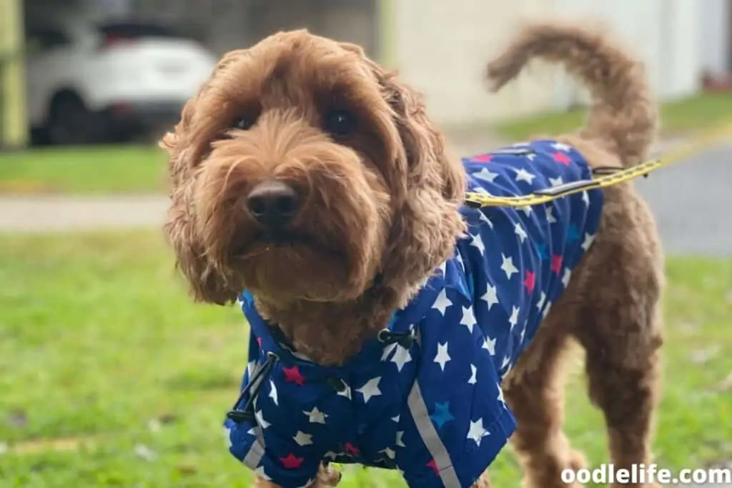 labradoodle in raincoat