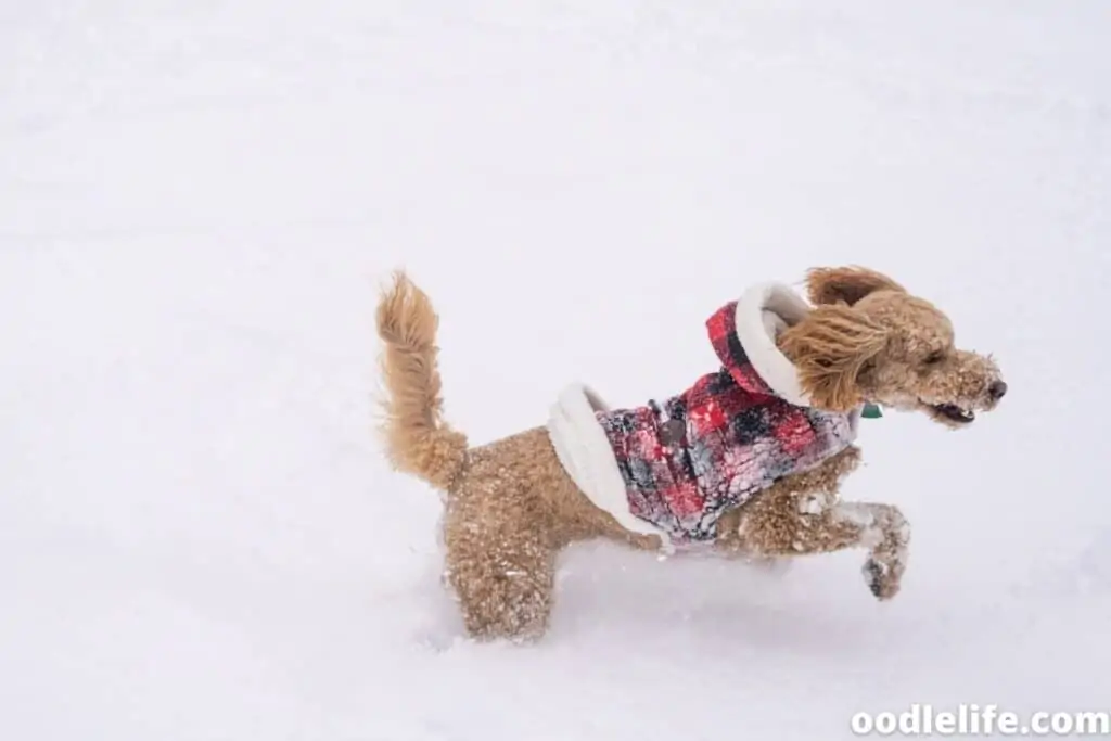 labradoodle running in the snow