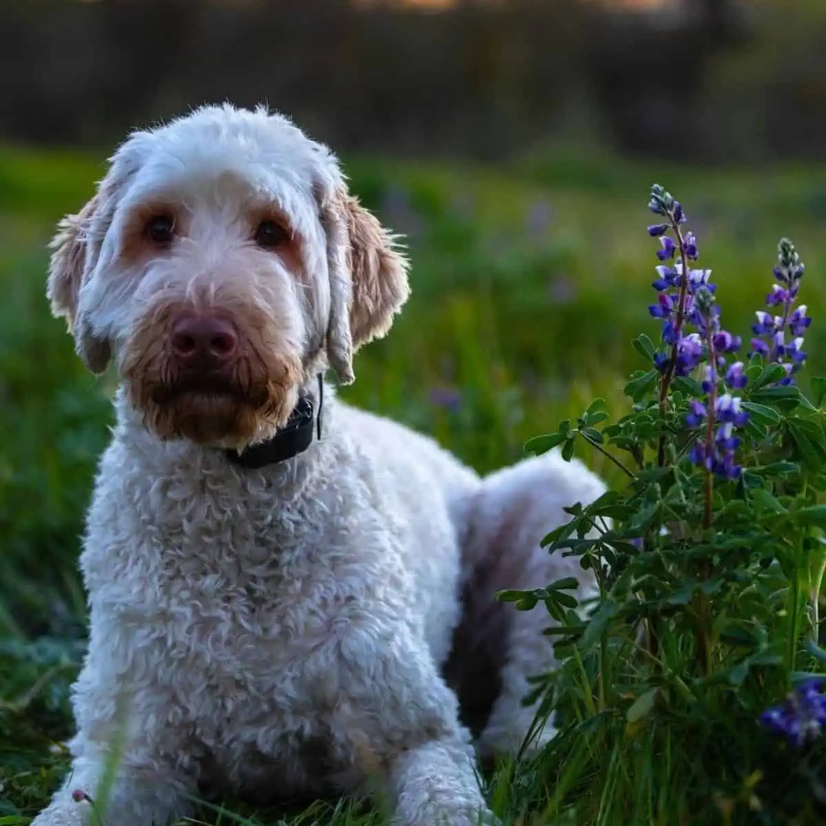 Labradoodle next to purple flowers