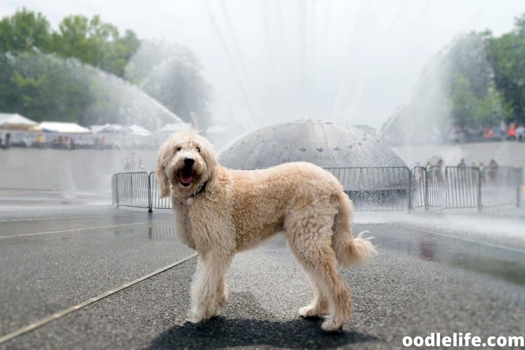 Dog drinking water but not eating