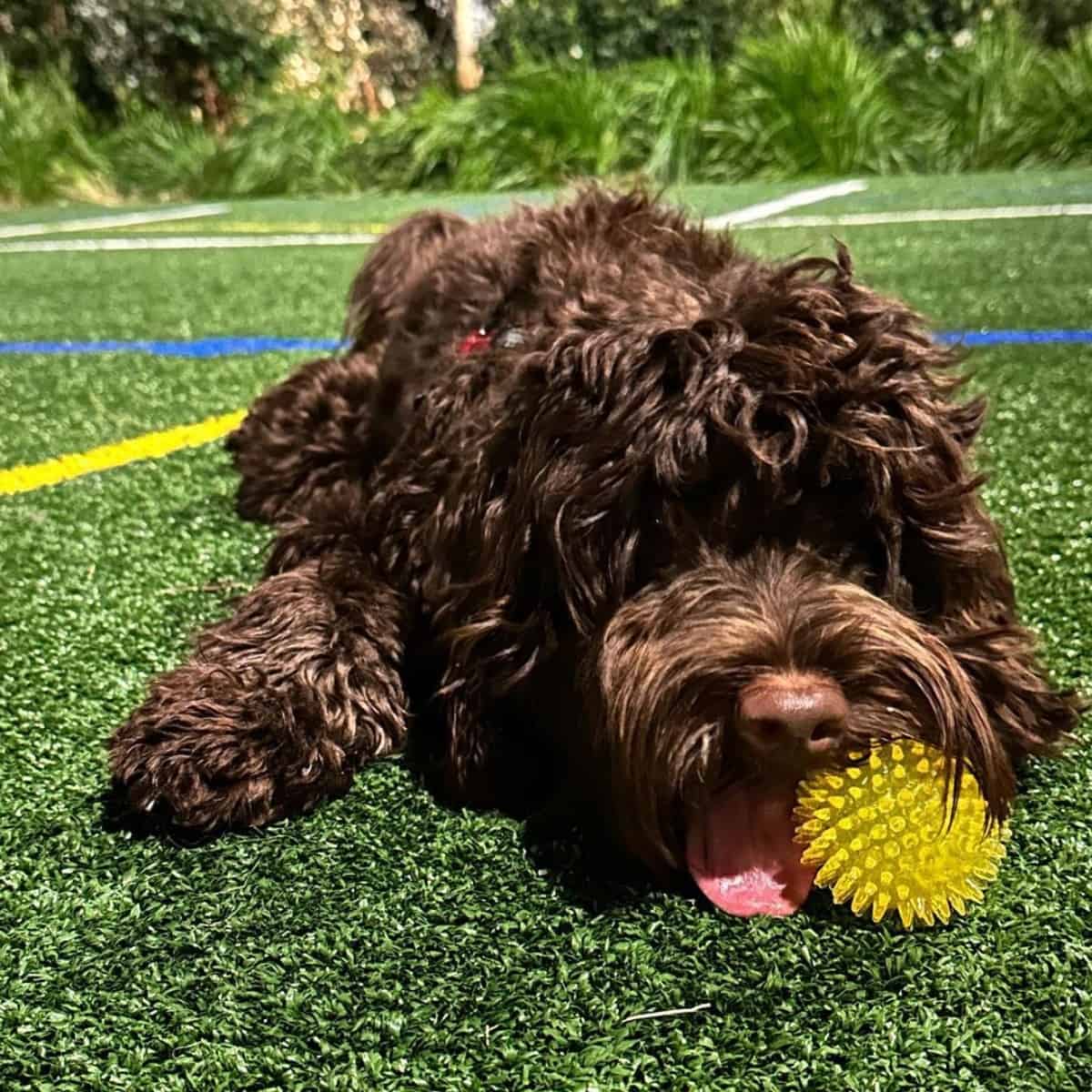 Labradoodle plays with ball