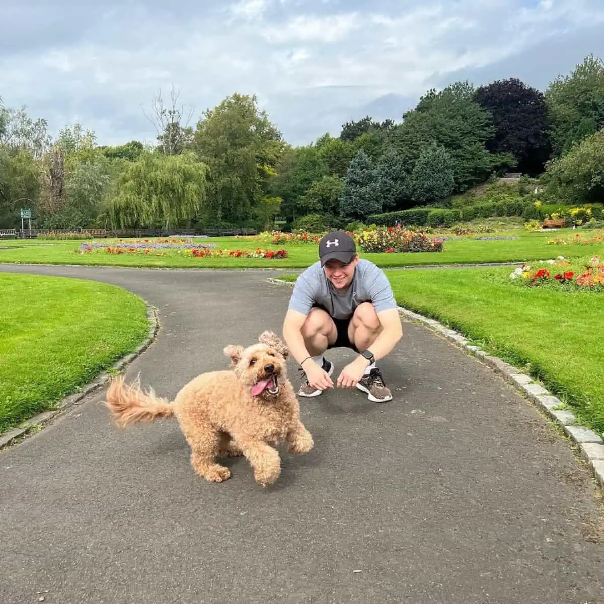 Labradoodle plays with friend