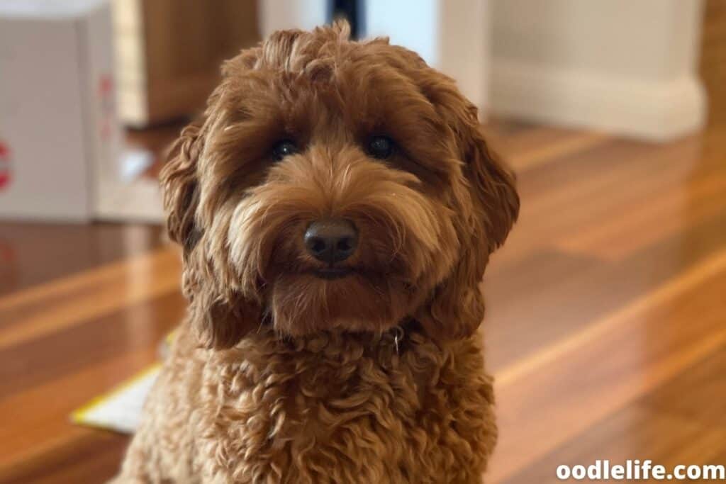 mini apricot labradoodle