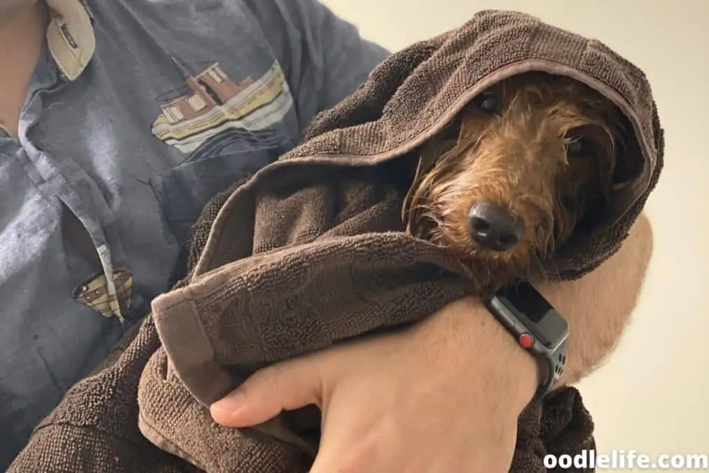 labradoodle in a towel