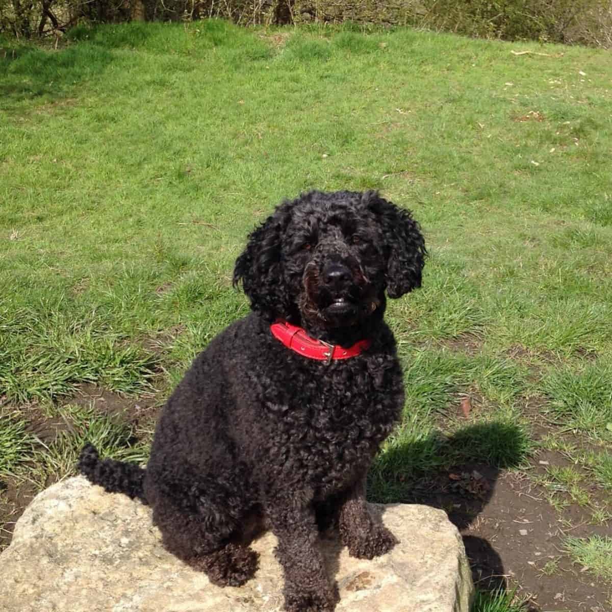 Labradoodle sitting on rock