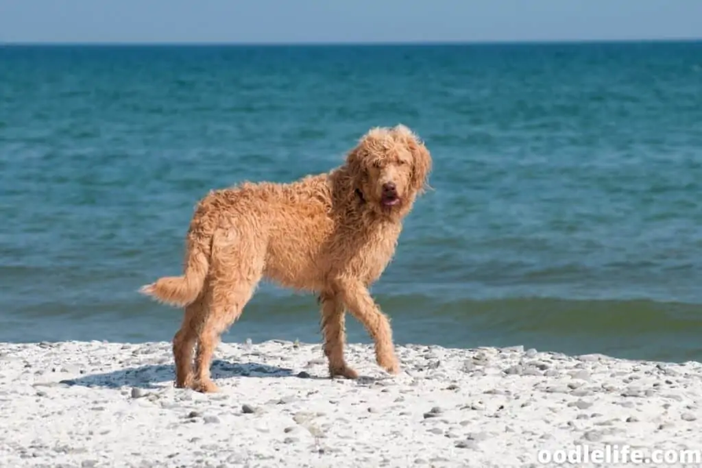 standard labradoodle wavy brown coat