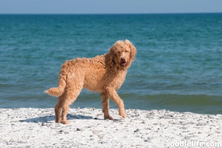 How Long Do Labradoodles Live? Lifespan Guide Oodle Life