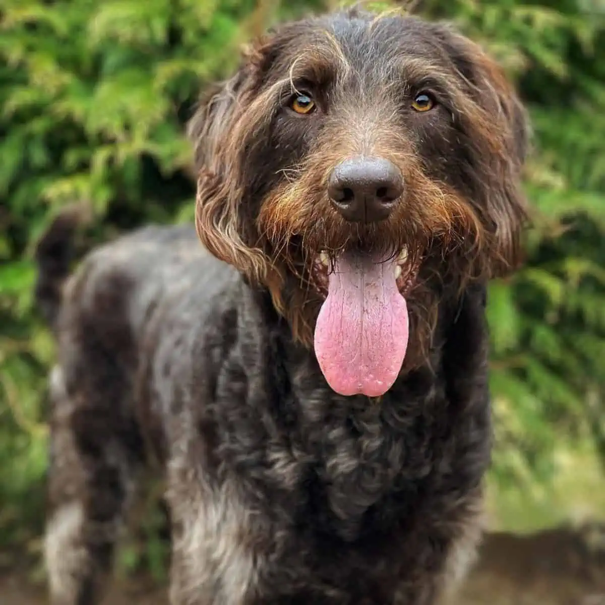 Labradoodle stares at owner