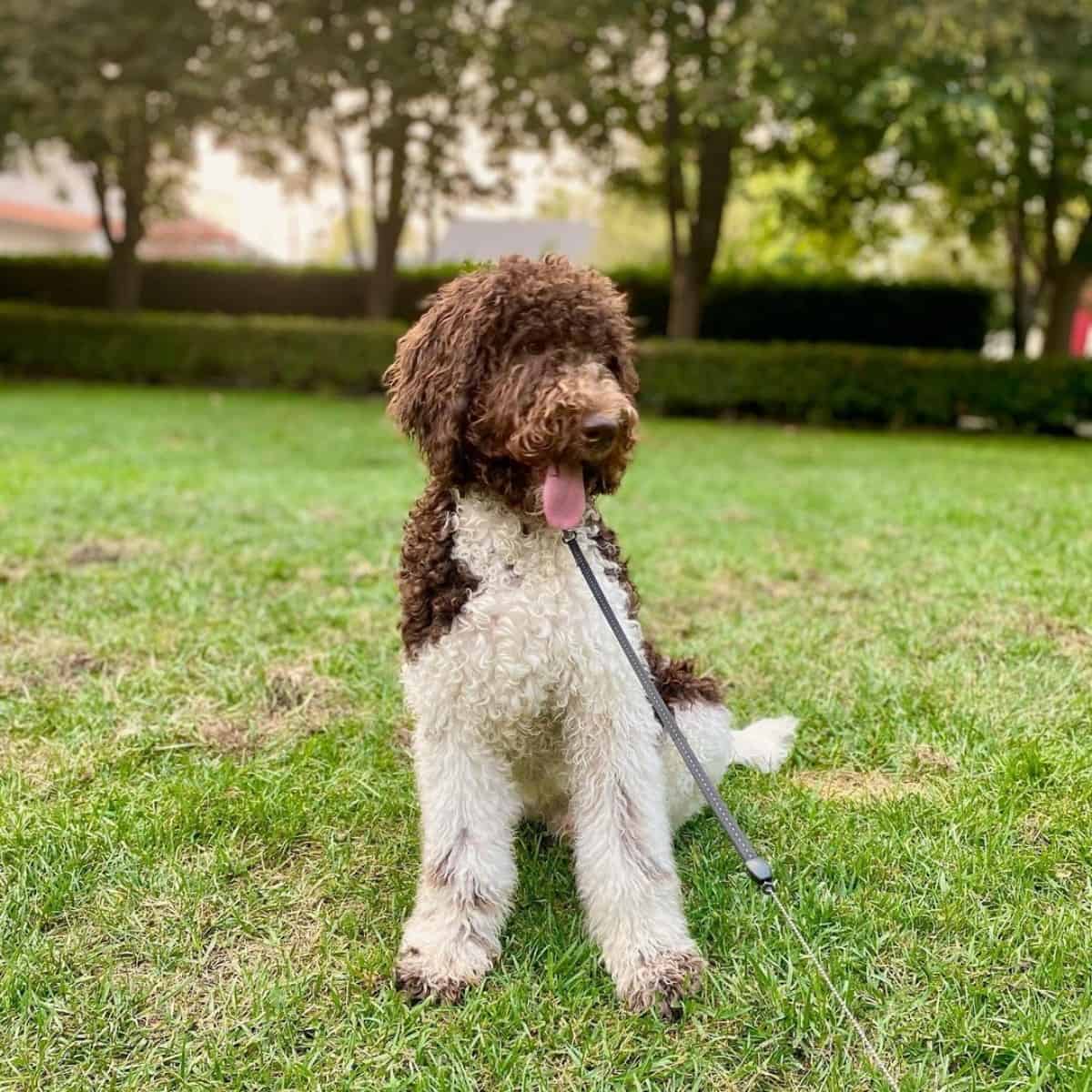 Labradoodle stays in place