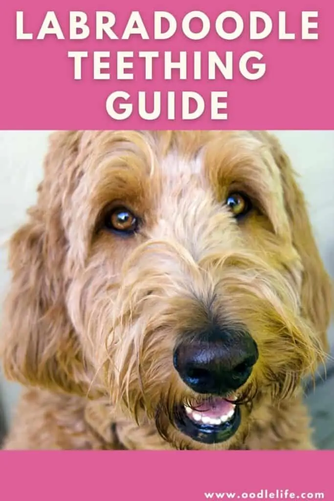 labradoodle teething guide