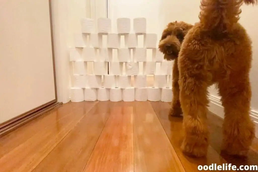 labradoodle vs wall