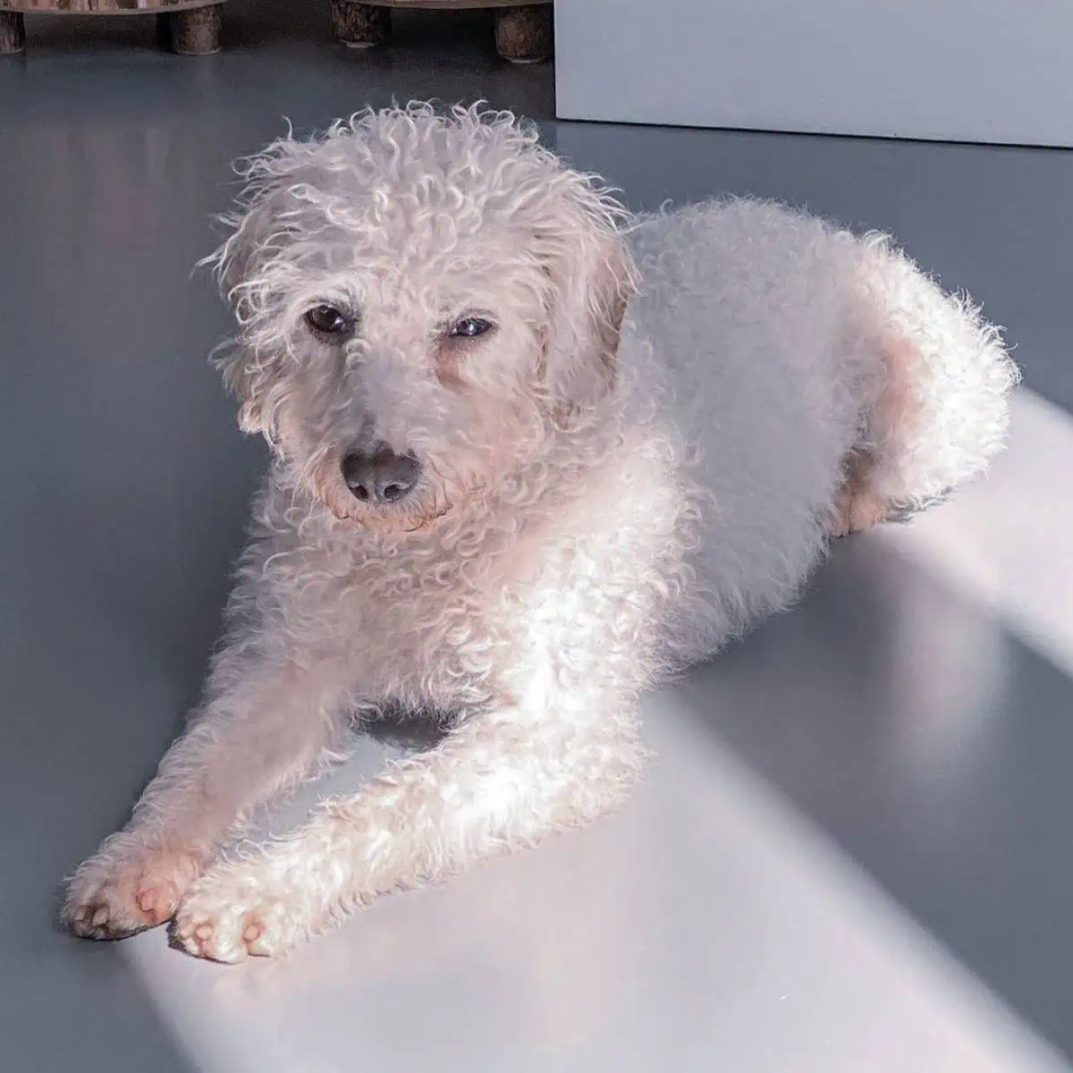 Labradoodle winking on light