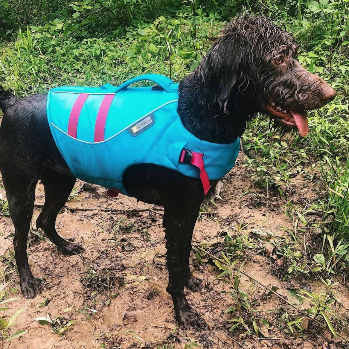 Labradoodle with life jacket