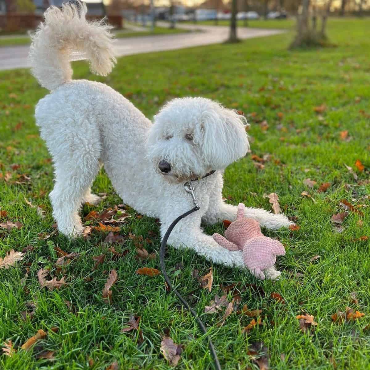 Labradoodle with piglet toy