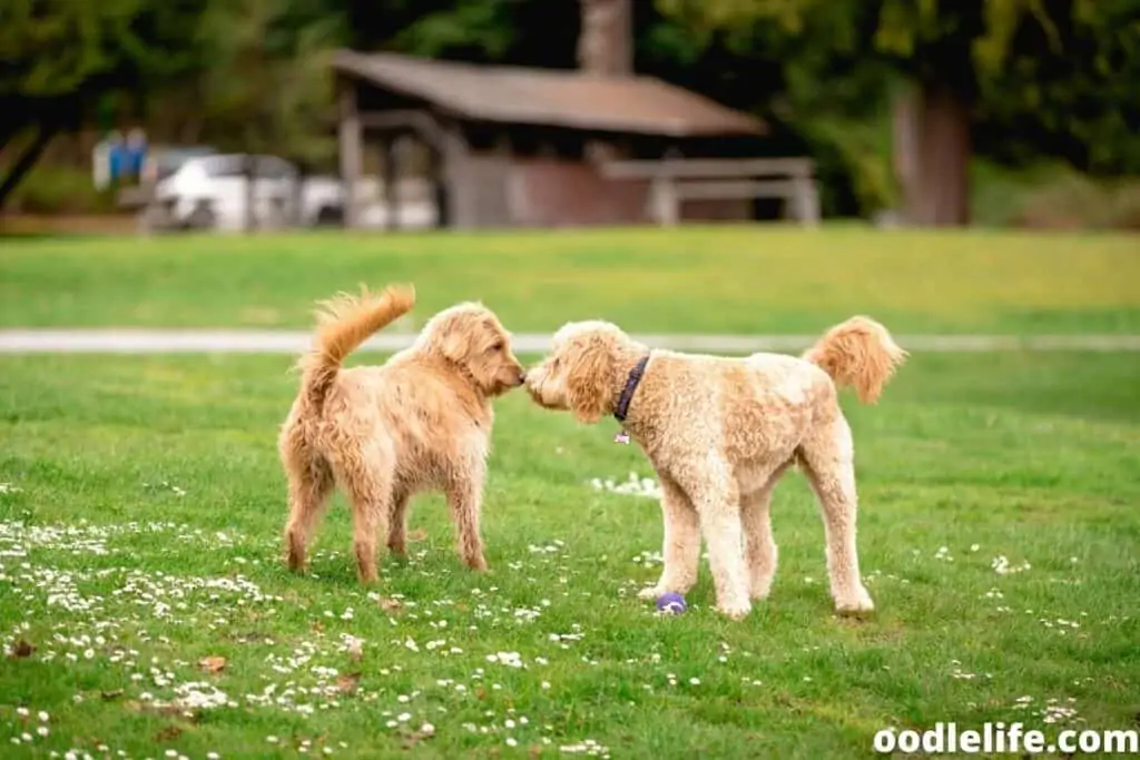 two labradoodles in the dog park
