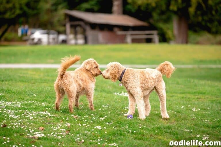 11 Great Toys For Labradoodles [Our Favorites] OodleLife®