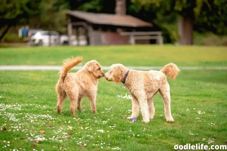 Labradoodle vs Goldendoodle Shedding – Which Sheds the Least?