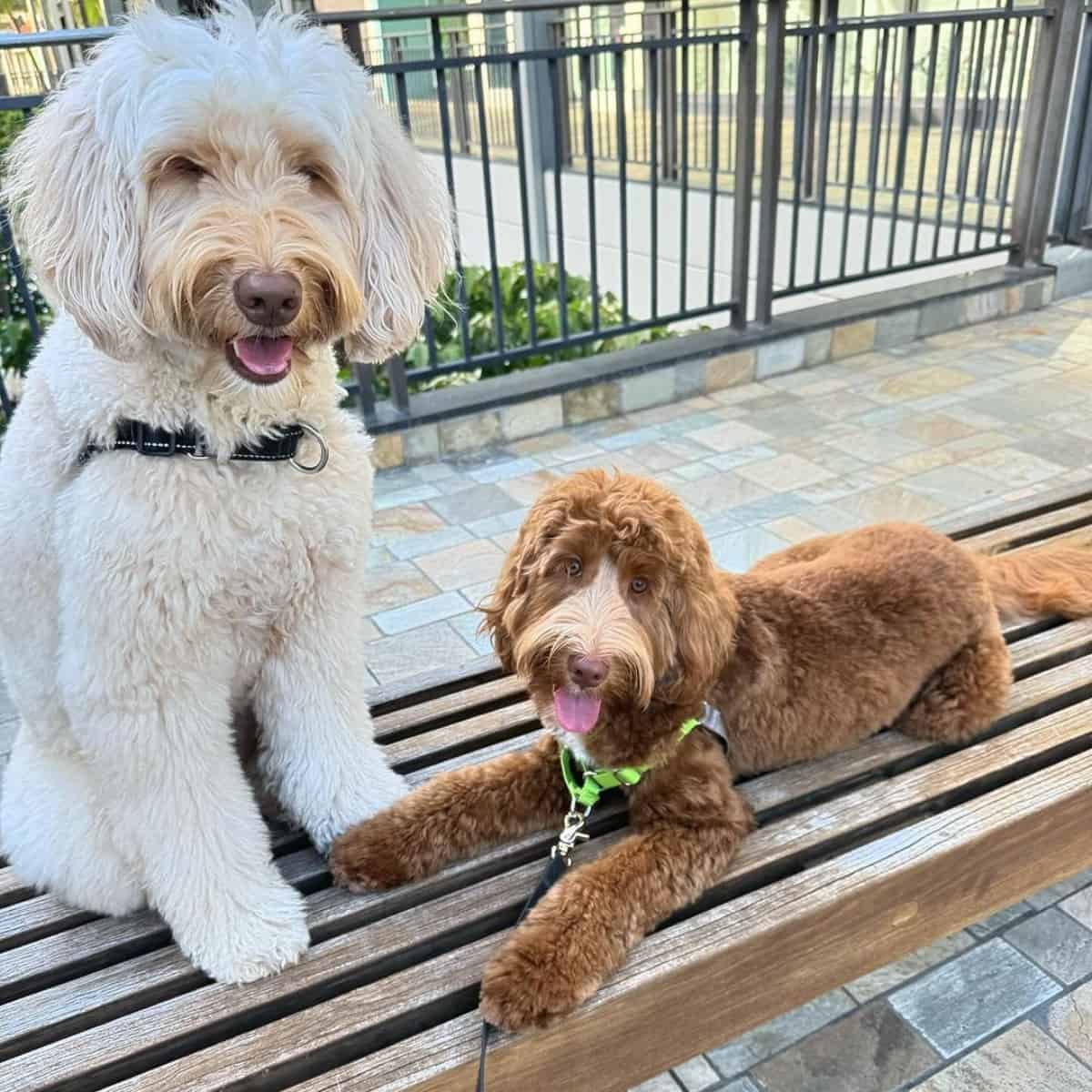 Labradoodles at the bench