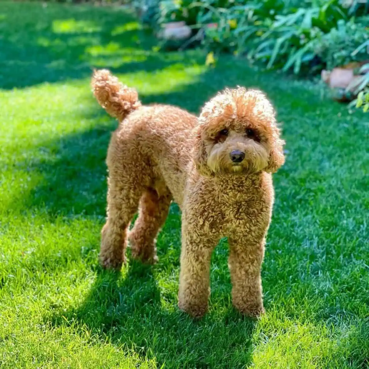 What is an Australian Labradoodle? 1