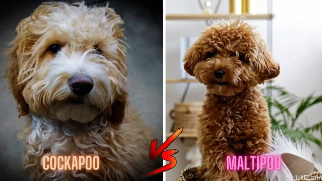 wavy coat maltipoo vs cockapoo