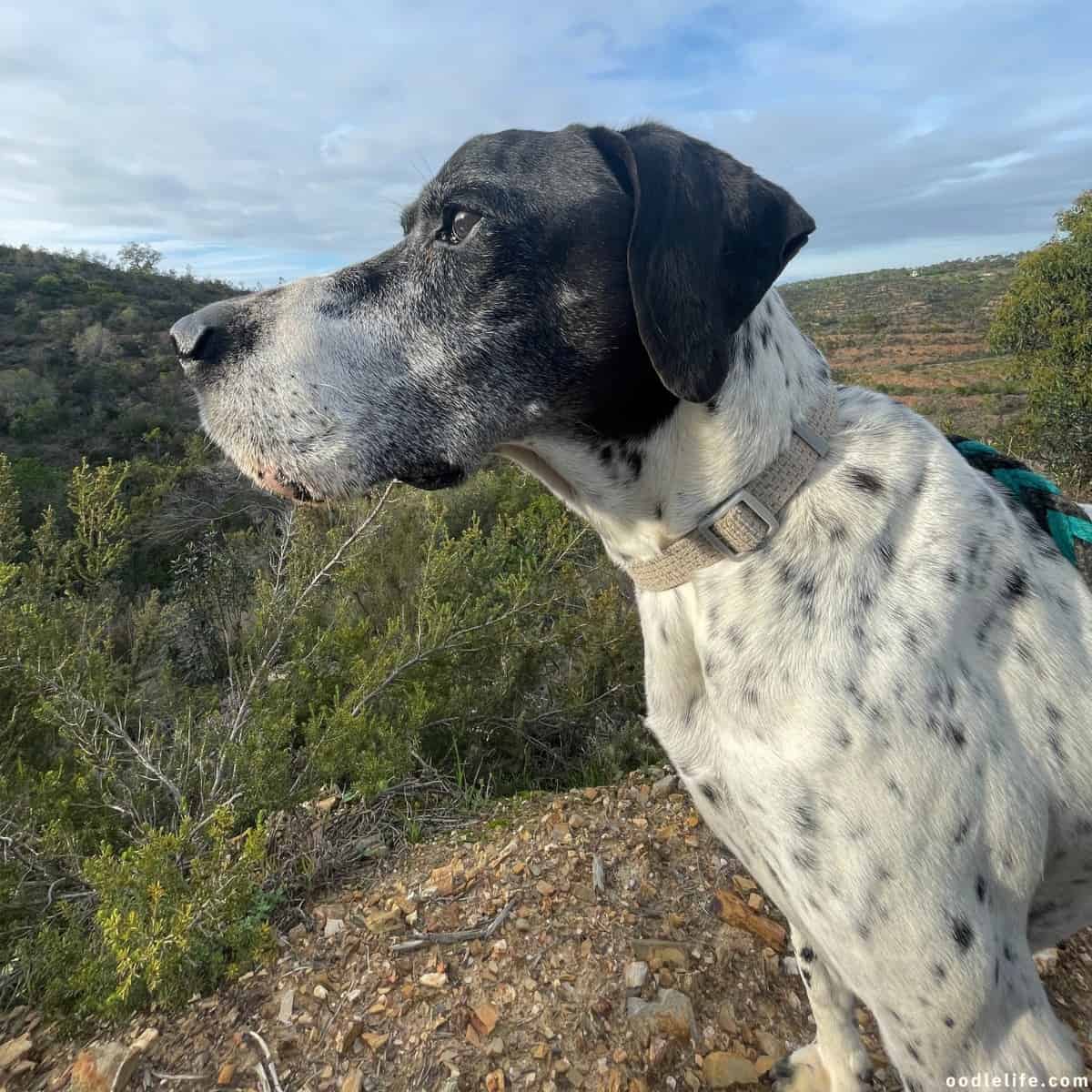 Nero part Dalmatian eyes