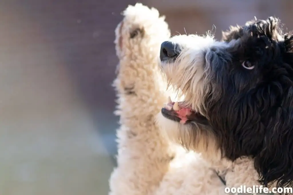 parti black and white labradoodle