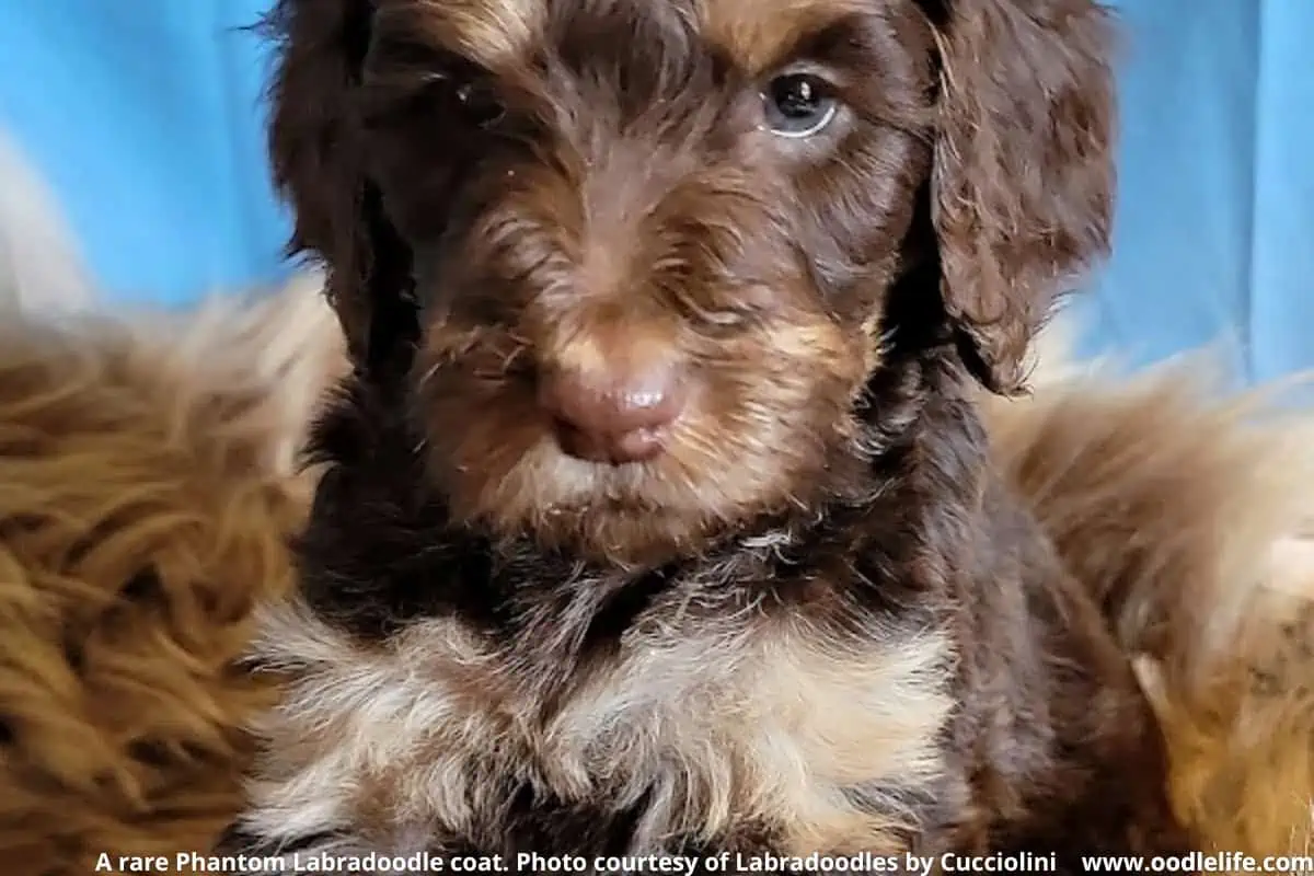 A rare Phantom Labradoodle coat. 