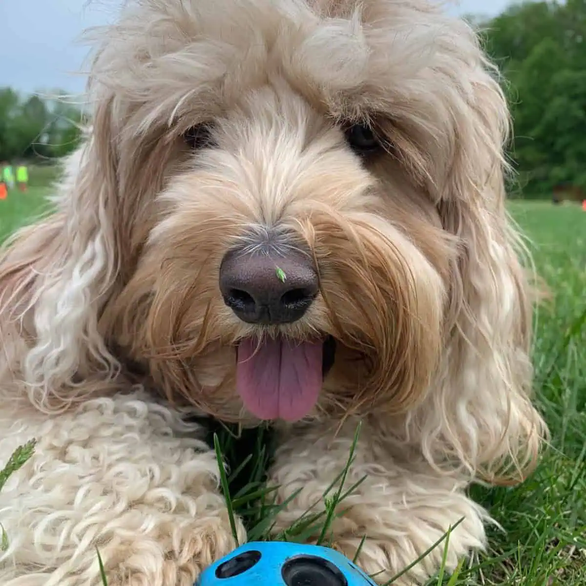 Are Cavapoos Hyper? [Strategies] - OodleLife®