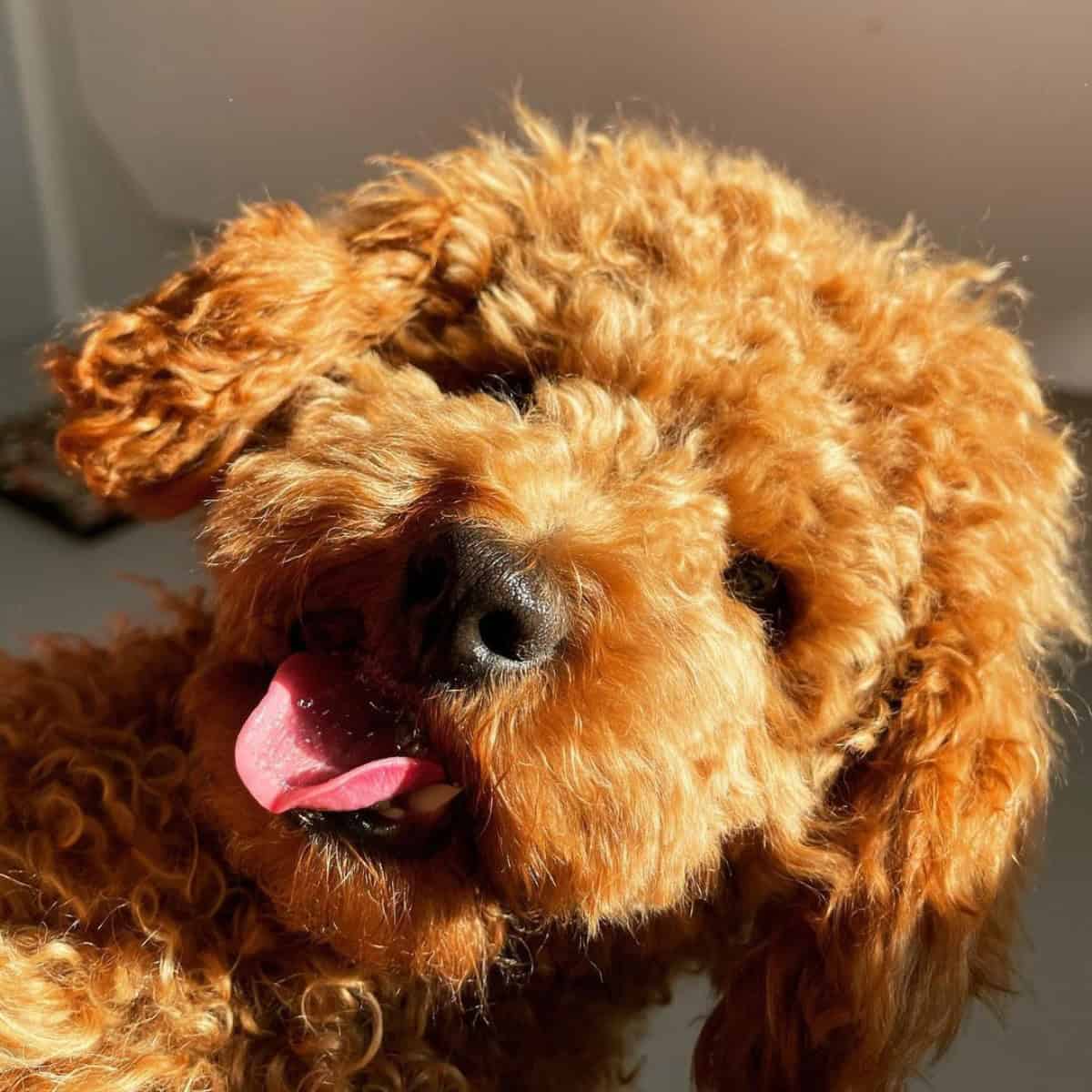 playing Cavapoo with owner