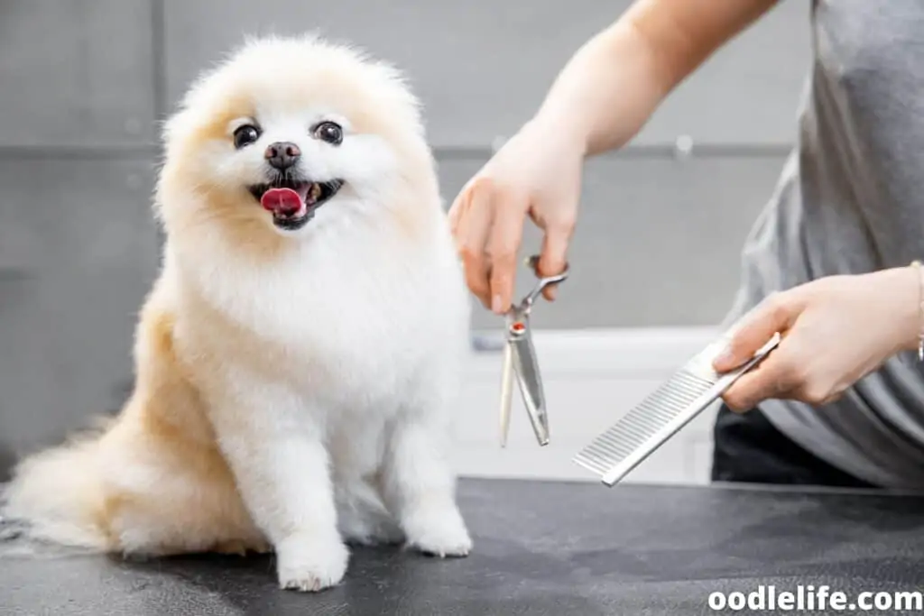 pomeranian happy being groomed